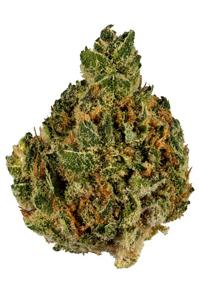 Locomotion - Híbrida Cannabis Strain