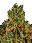 Locomotion Hybrid Cannabis Strain Thumbnail
