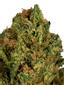 Long's Peak Blue Hybrid Cannabis Strain Thumbnail
