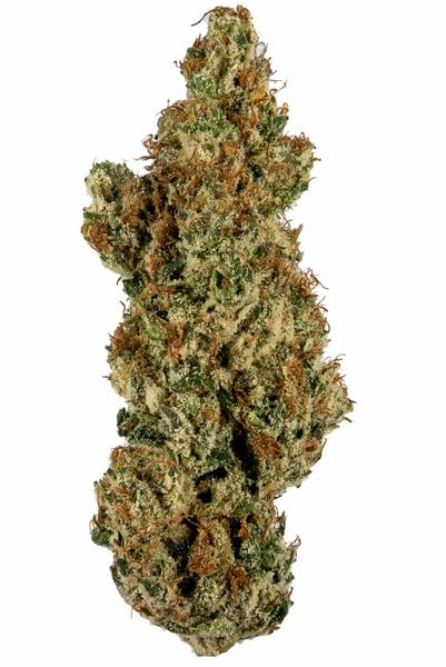 L'Orange - Sativa Cannabis Strain