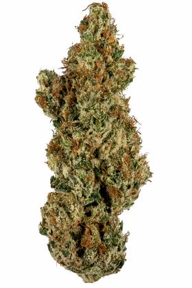 L'Orange - Sativa Cannabis Strain