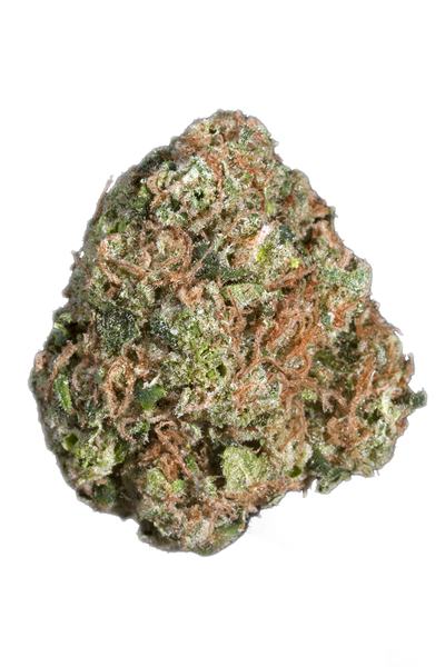 Loud Scout - Hybride Cannabis Strain