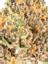 Love Gnat Hybrid Cannabis Strain Thumbnail