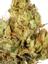 Love Seed Hybrid Cannabis Strain Thumbnail
