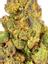 LPC x KM10 Hybrid Cannabis Strain Thumbnail