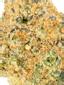Mai Tai x Zkittlez Cake Hybrid Cannabis Strain Thumbnail