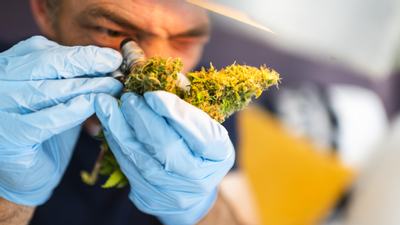 Distinguishing the Cannabis Bud