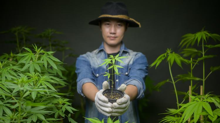 Thailand Health Minister Pledges to Give Away 1 Million Cannabis Plants for Free