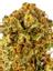Mandarin Dreams Hybrid Cannabis Strain Thumbnail