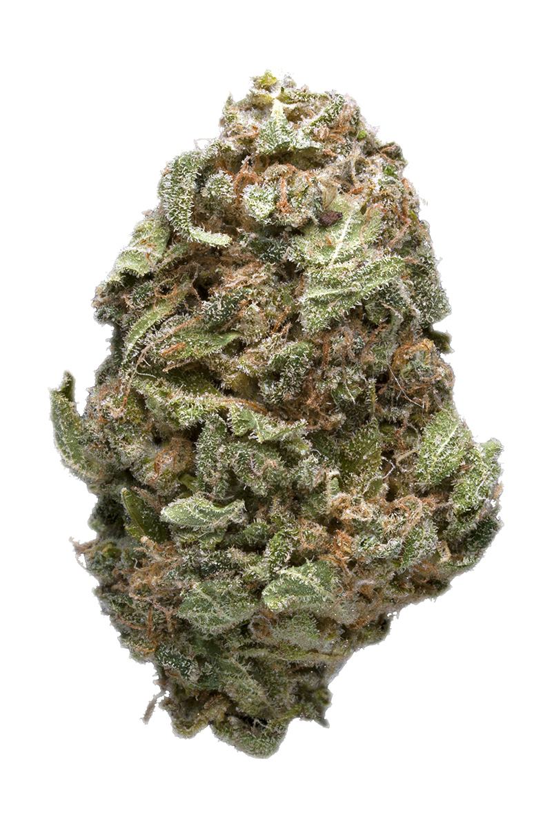 Mango Trainwreck - Híbrido Cannabis Strain