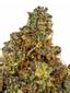 Maqui Gelato Hybrid Cannabis Strain Thumbnail
