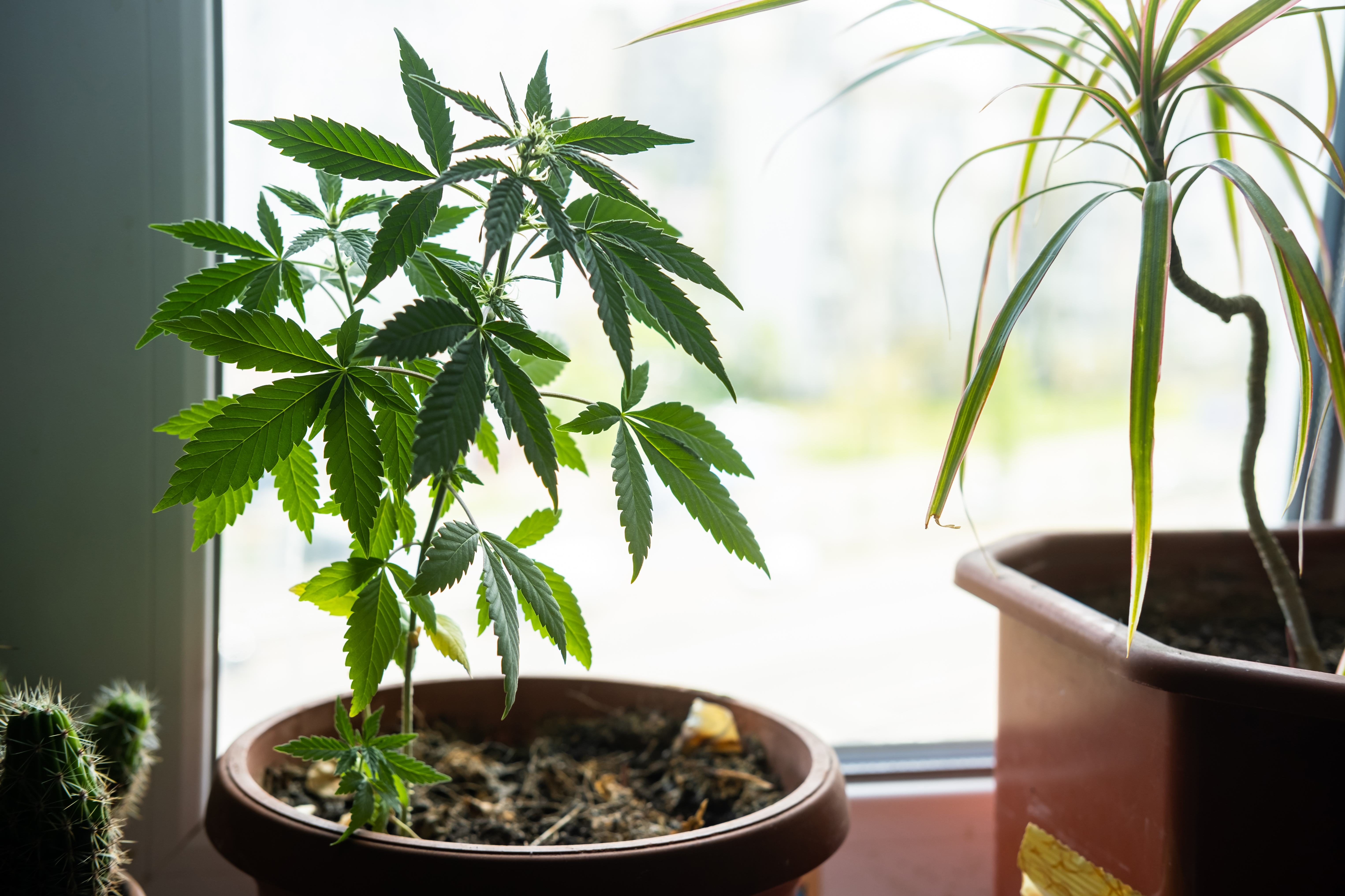 A marijuana plant sits in a pot next to another plant and cactus in a windowsill.