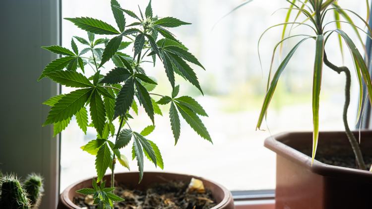 Eight Easiest Cannabis Strains for Beginner Cultivators