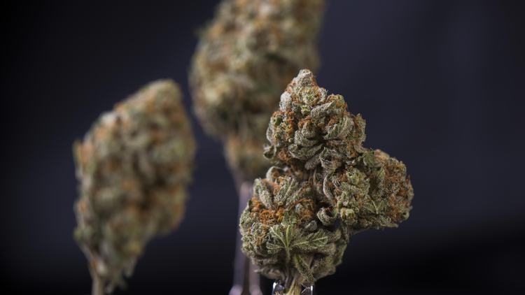 Top 10 Cannabis-Cup Winning Strains
