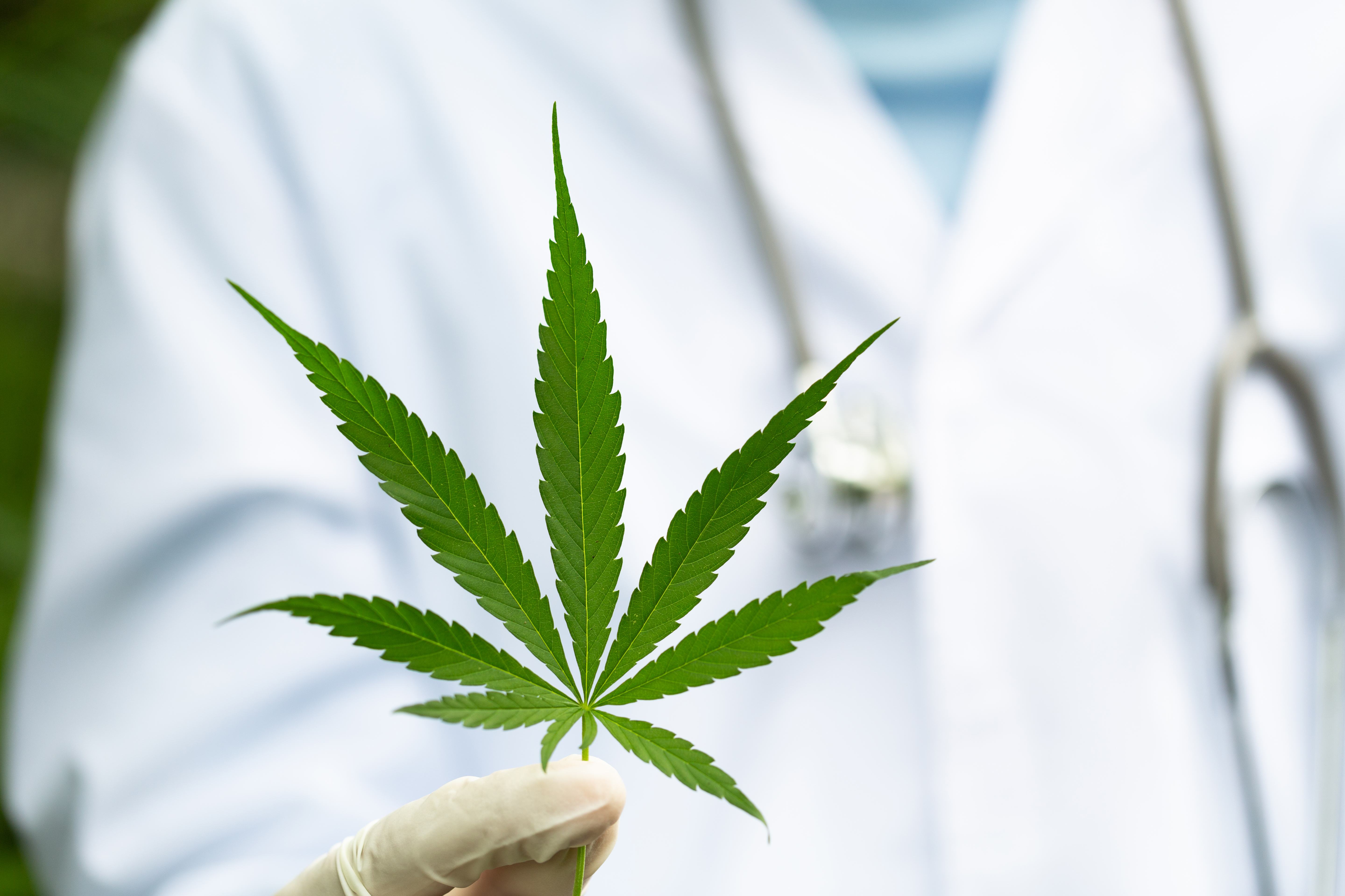 Florida: How to find the right Medical Marijuana Doctor near You.