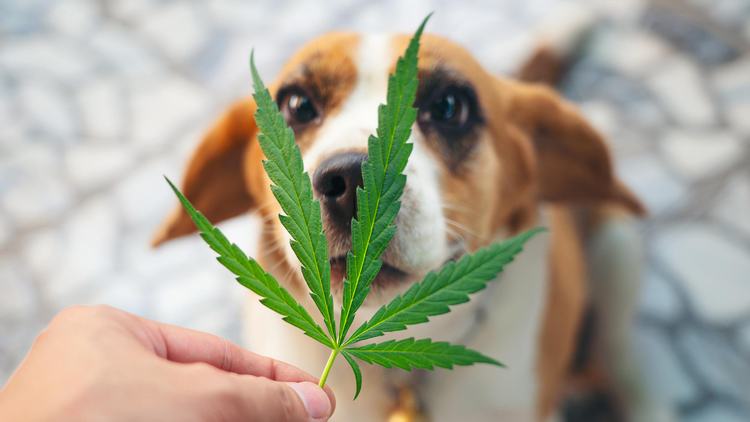 Protecting Your Pets from Cannabis Ingestion