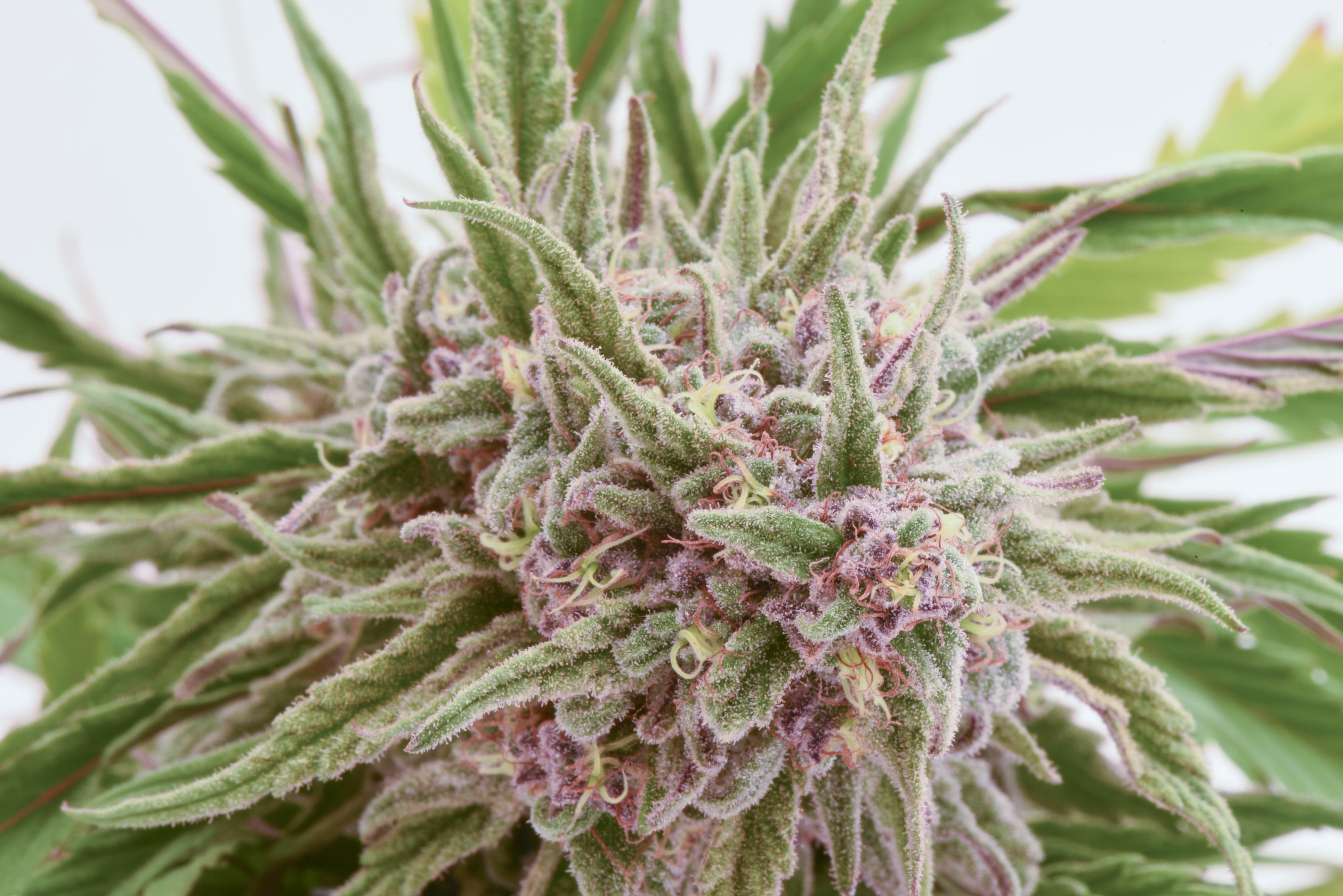 Close up of cannabis cola, or bud of the plant.