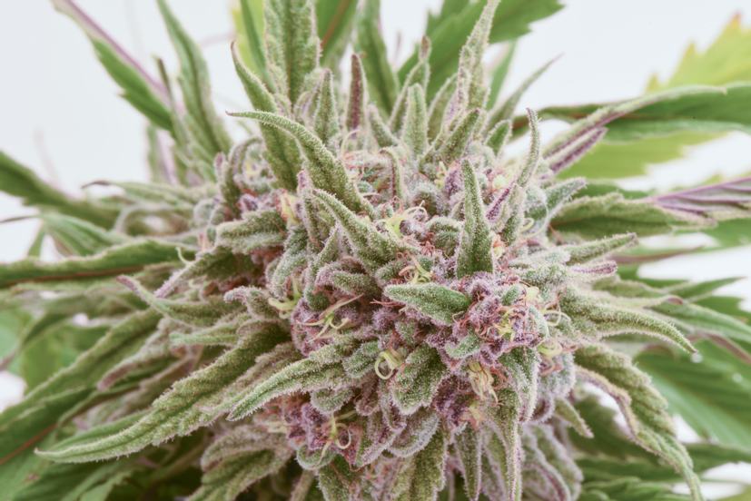 Marijuana-flowers.jpg