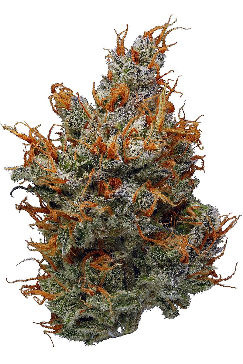Peach Crescendo Strain - Hybrid Cannabis Video, THC, Terpenes : Hytiva