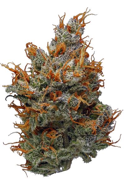 Marionberry - Hybrid Cannabis Strain