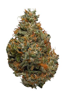 Master OG - Hybride Cannabis Strain