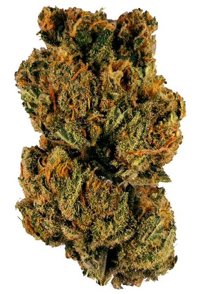 MediHaze - Híbrido Cannabis Strain