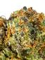 Member Berry Kush Hybrid Cannabis Strain Thumbnail