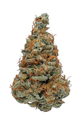 Mendo Kush - Hybrid Cannabis Strain