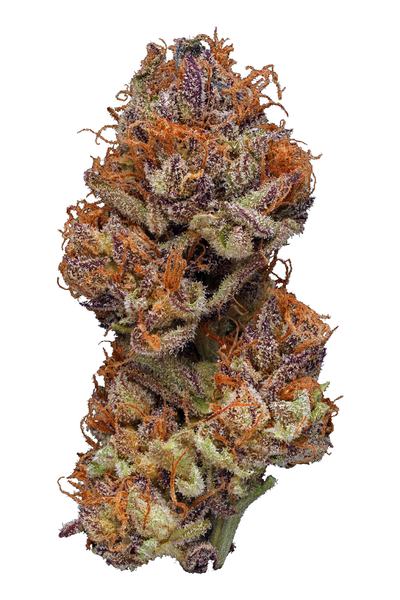 Mendo Purple Urkle - 混合物 Cannabis Strain