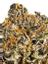 Mint Cookies Hybrid Cannabis Strain Thumbnail