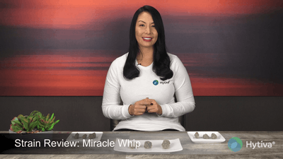 Miracle Whip - Hybrid Strain