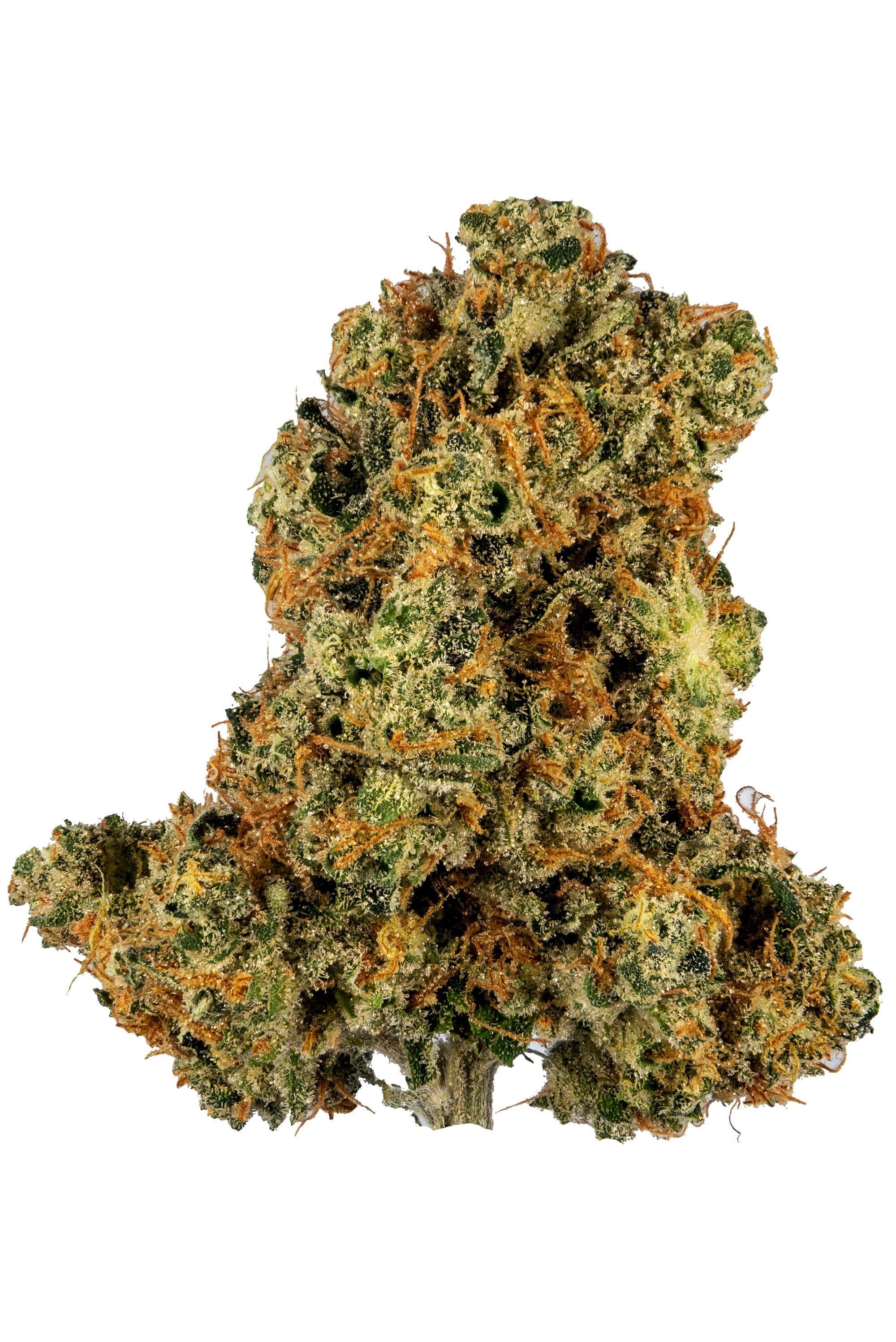 Miss X - hybrid Cannabis Strain by Hytiva