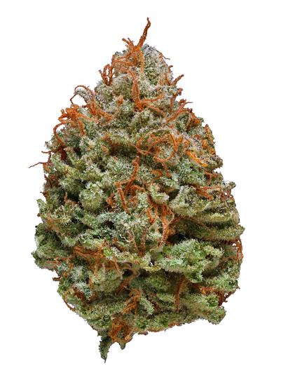 Morning Star - Híbrida Cannabis Strain