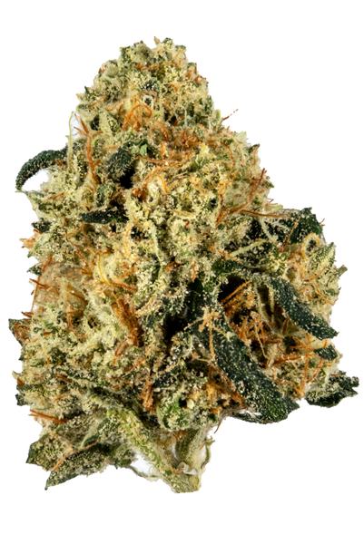 Motorbreath - Hybrid Cannabis Strain