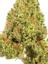 Mountain Orange Hybrid Cannabis Strain Thumbnail