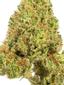 Mountain Orange Hybrid Cannabis Strain Thumbnail