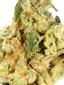 Mr. Nasty Hybrid Cannabis Strain Thumbnail