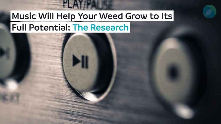 Music Will Help Your Weed Grow to Its Full Potential: The Research