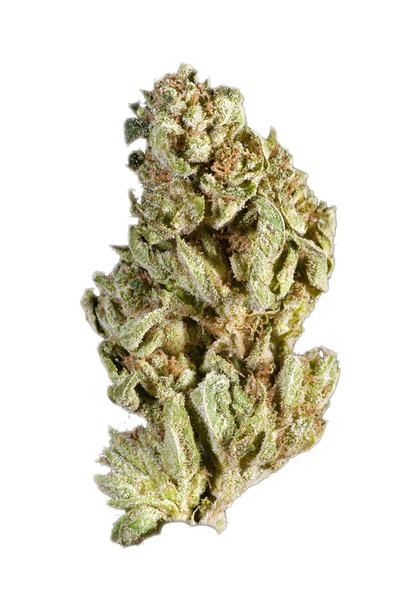 Neptune - Hybrid Cannabis Strain
