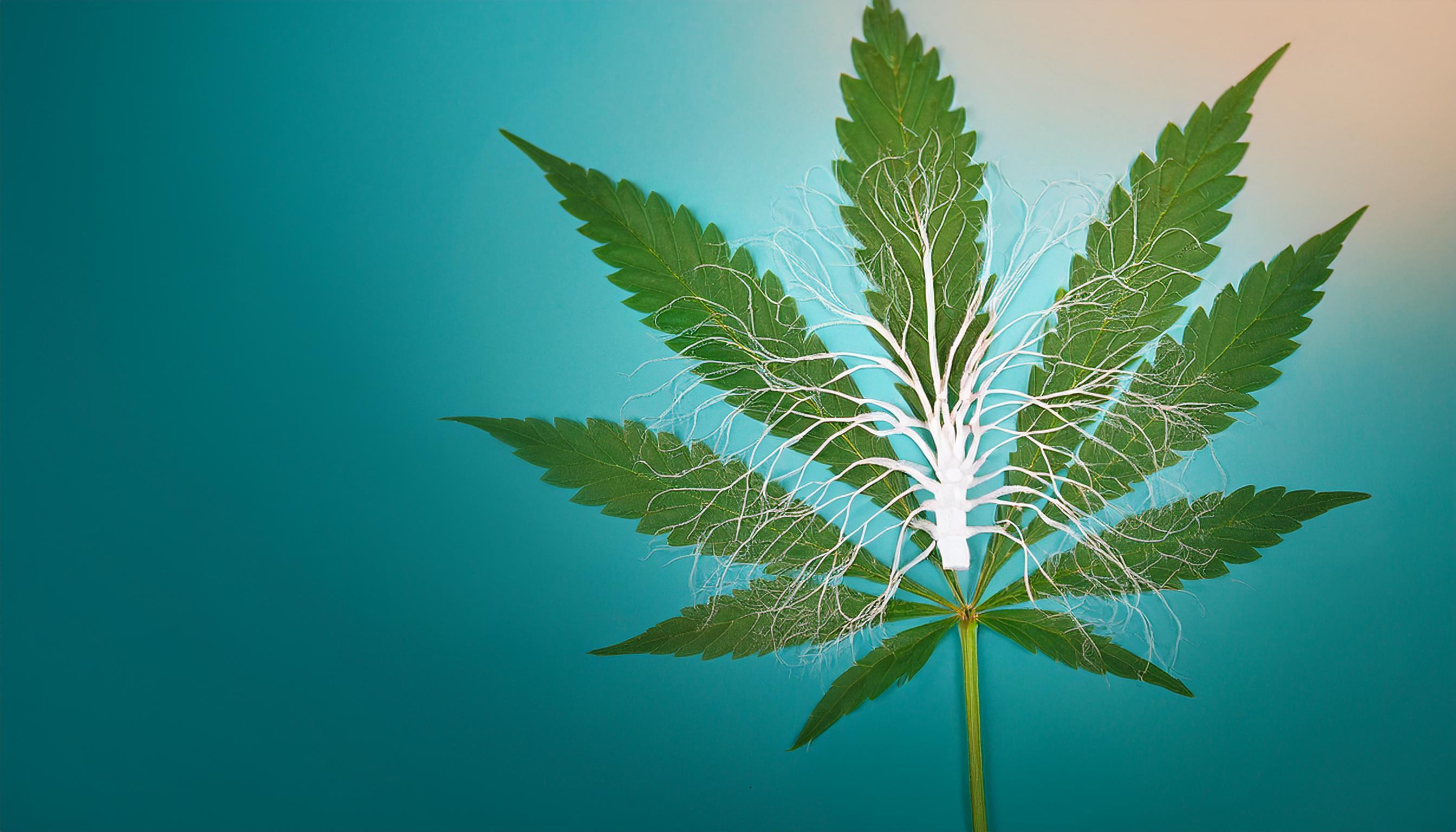 Why Anandamide is Relevant in Cannabis Science 