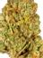 Nevada Power Hybrid Cannabis Strain Thumbnail