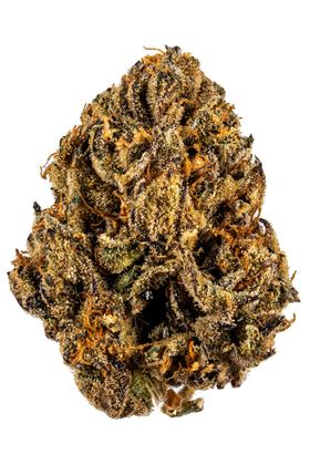 Noriega - Hybrid Cannabis Strain