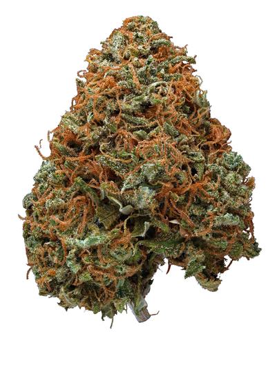 Northern Hashplant - Hybrid Cannabis Strain