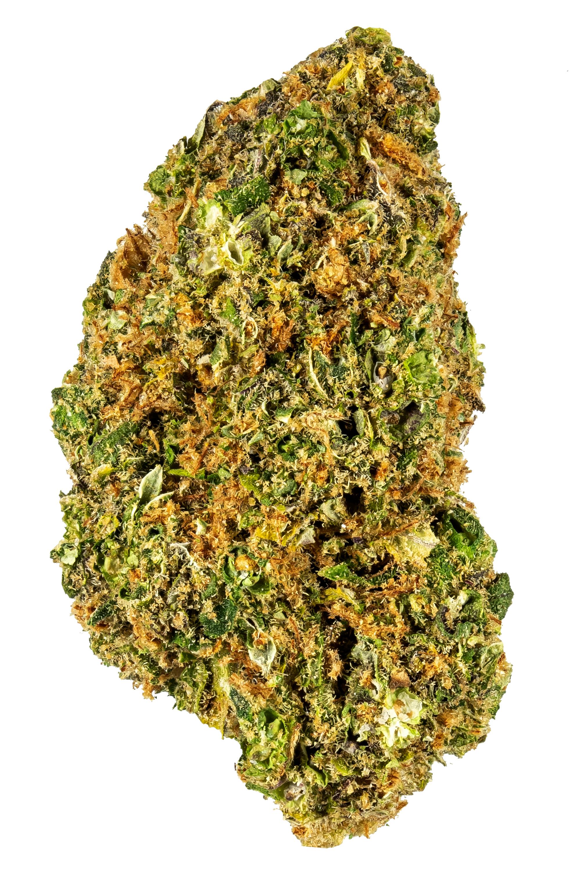 Northern #5 x Haze Strain - Hybrid Cannabis Video, CBD, THC, Terps : Hytiva