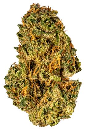 OBI Train - Híbrida Cannabis Strain