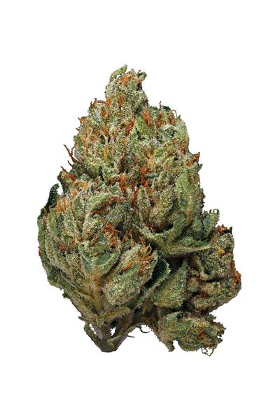 Ocean Grown Kush - Hybrid Cannabis Strain