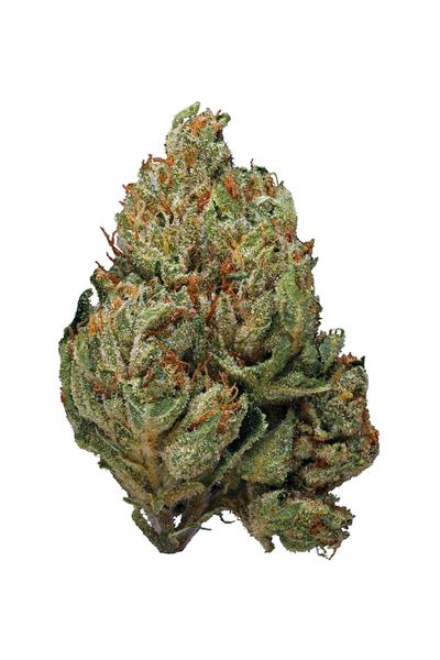 Ocean Grown Kush - Híbrida Cannabis Strain