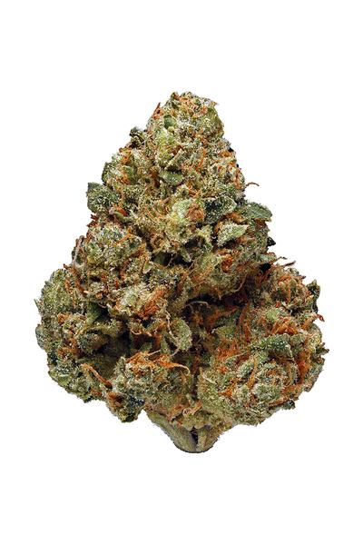 Odyssey OG - Hybrid Cannabis Strain