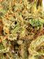 OG #18 Hybrid Cannabis Strain Thumbnail
