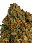 Old Family Purple Hybrid Cannabis Strain Thumbnail